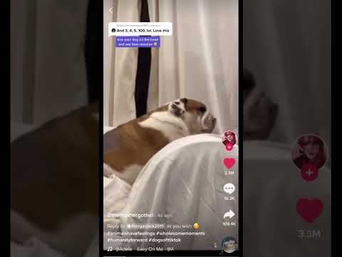 Kiss your dog and see their reaction challenge