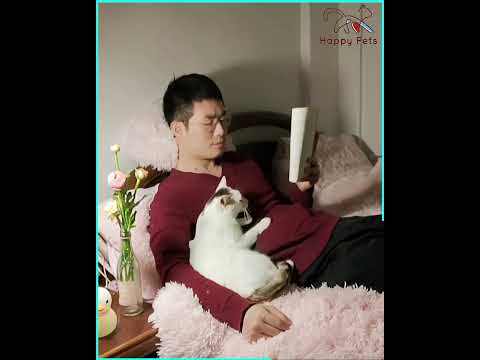 Sweet Kitten Always Longs to Love Her Dad 💞🐾