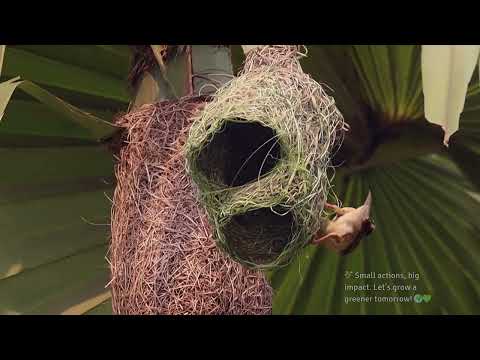 Nature's Aviary Engineers at work🏗️🐦 #weavers  #nature #birdnest #relaxing