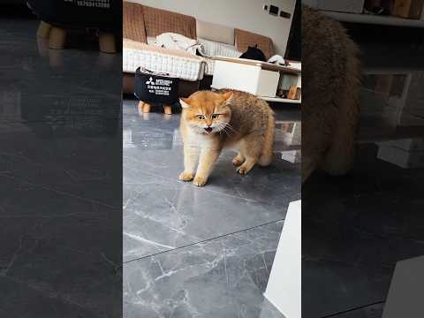 ๐ผ #cats #cutecat #funnycats #explore #shorts