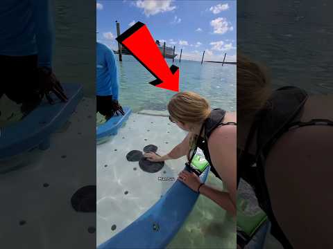 Feeding fish in water !
