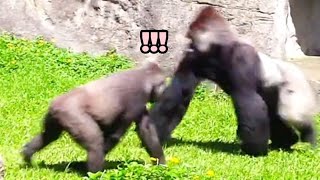 Tayari asked D'jeeco, Why are you running so fast?😆😎❤️塔莉問迪亞哥跑這麼快幹嘛？