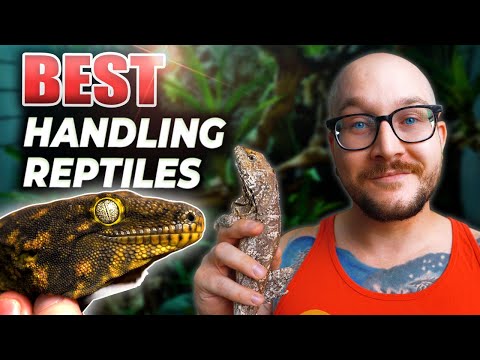 The Most Handleable Reptiles You Didn't Know About