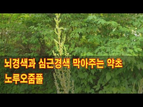 뇌경색과 심근경색을 막아주는 약초 노루오줌풀