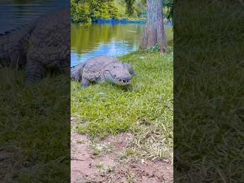 Mumma Bachao Magarmach Mujhe Kha Jayega😱🐊#mumma #kiyanashorts #viral #dangerous #trending #shorts