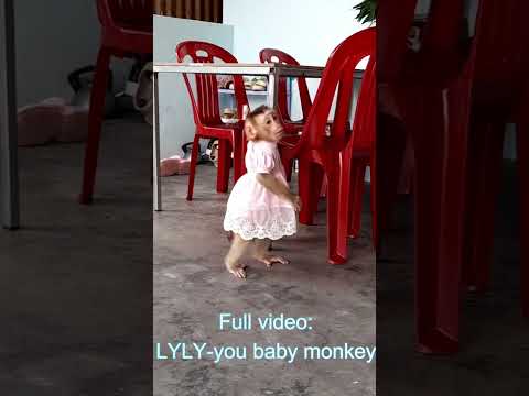 baby monkey Lyly waits mom to come back