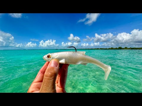 Buscando un GIGANTE del Caribe Mexicano! | Pesca de Sábalo, Palometa y más