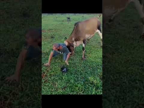 Vaca de Bezerro. #shorts #viral #explore