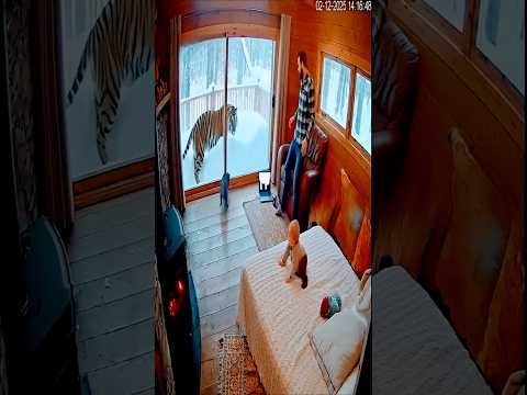Tiger Suddenly Attacks a House | Family Escapes in Panic🐅”#catsavesbaby #tigerattack #cctv #sora2