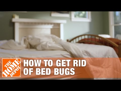 How To Get Rid Of Fruit Flies The Home Depot