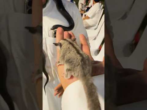 السنجاب الطائر