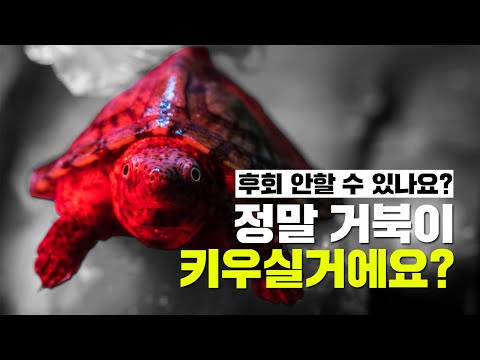 거북이 키우기 전에 꼭 봐주세요.(with. 반수생 거북이)