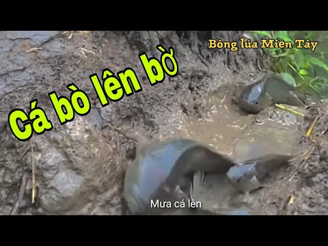 Mưa đầu mùa cá bò lên bờ - cảnh tượng không tưởng ở Miền Tây
