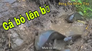 Mưa đầu mùa cá bò lên bờ - cảnh tượng không tưởng ở Miền Tây