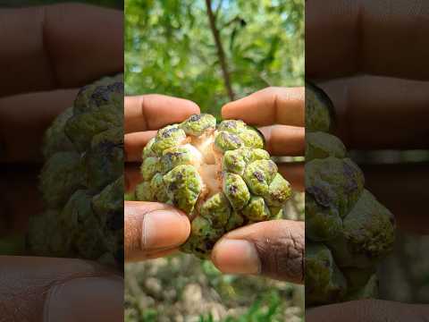 Survival Skills: SIMPLE and USEFUL with natural grass #camping #bushcraft #outdoors
