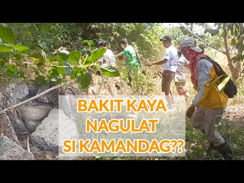 NAGULAT AT NAPATAKBO SI KAMANDAG