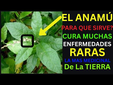 El Anamú Para que Sirve? Descubre esta planta medicinal y sus beneficios