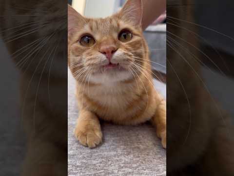 ママとお喋りしてたらキバをしまい忘れる猫が可愛すぎる【とらまる】