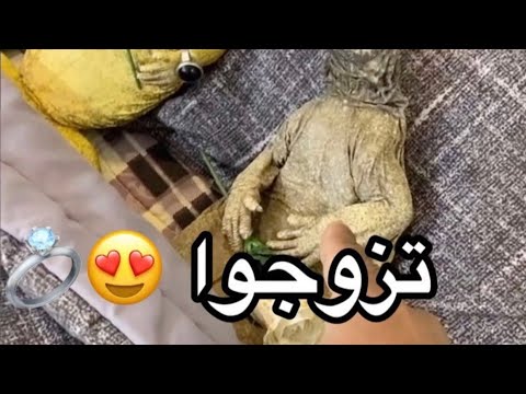 حفلة زواج الضب ?? ( part 2 ) | wedding uromastyx