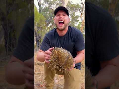 SHARPEST Animal on Earth?