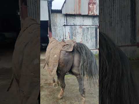 When your horse comes in from the field in this state daily 😭 #horse #mud