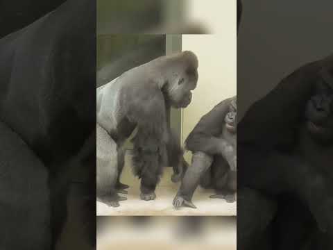 Annie is worried about! Shabani and Kiyomasa's rampage!  #fyp #fypシ #mypet #foryou #foryoupage