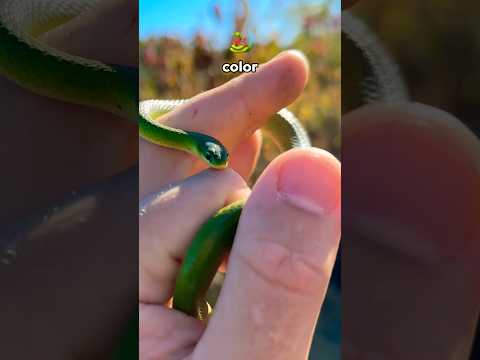 Catching snakes until… 🐍