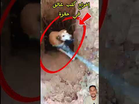 مغاربة ينقدون كلب من حفرة 🥹🥺