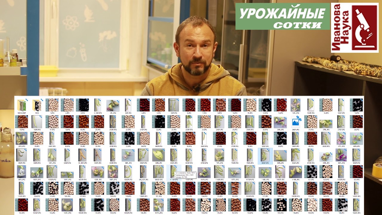Какая фасоль поможет избежать рака? И это не сказки!