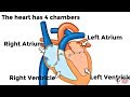 Human Heart and Circulatory System