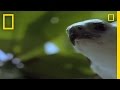 Eagle and Sea Snake Interactions