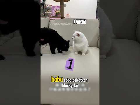 Di Tuduh Pencur1 Karena Elsa 😂 #shorts #Kucing