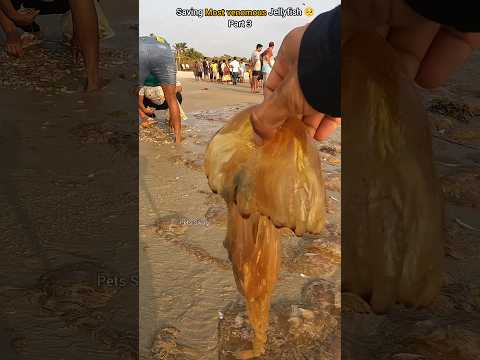Rescue mission (part 3): Over 100+ jellyfish safely returned to their home 🌴
