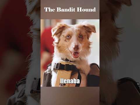 Cuando un perro se convirtió en el ladrón de bancos más inteligente#peliculas #movie #shorts