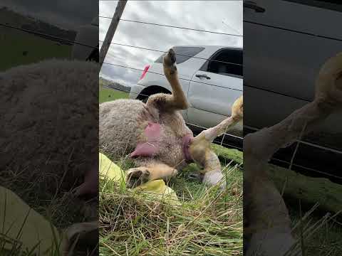 Mumma Needed Some Help!  #farming #sheepfarming #farmvlog