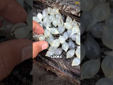 Finding Squid Eggs in the Sea #shorts