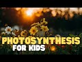 Exploring How Plants Make Their Own Food