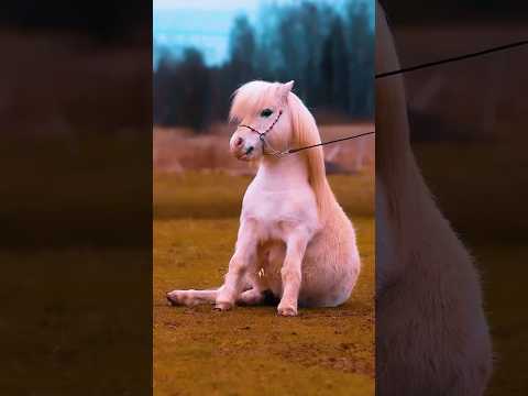 Two types of mini's🤪/CREDITS: @colored_horses_and_mini_ponies & @curafyt  || #horse