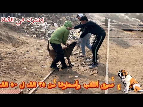 اجمد كلاب في سوق الجمعة في مصر (من 35  الف ل 50 الف