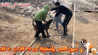 اجمد كلاب في سوق الجمعة في مصر (من 35  الف ل 50 الف