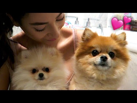 So süß!!! Ich bade meine POMERANIANS I Paola Maria