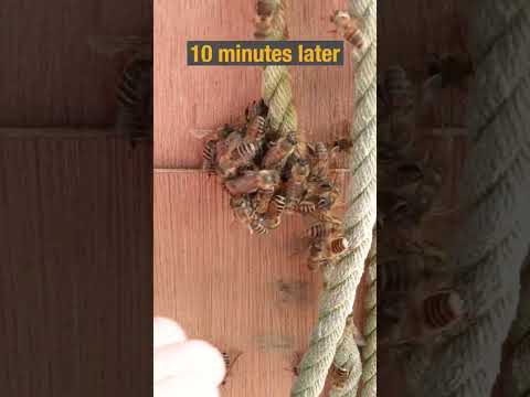 Yellow Hornet Falls to Hot Defensive Bee Ball
