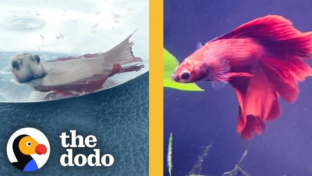 Betta Fish Who Wouldn't Eat Or Swim Is Completely Transformed Faith = Restored