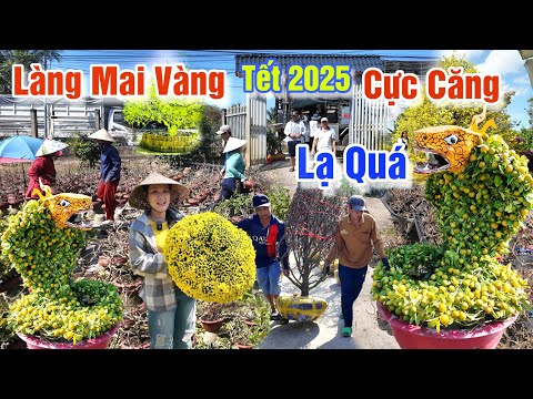 ĐỘC LẠ HOA KIỂNG TẾT 2025: XUẤT HIỆN CẶP RẮN LẠ LÀM XÔN XAO LÀNG MAI VÀNG BẾN TRE