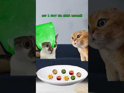 nur 1 🫓 darf sie nicht essen | mit Katzen