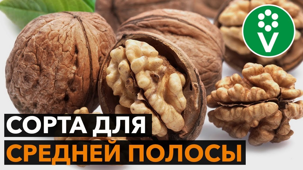 Грецкие орехи. Лучшие морозоустойчивые сорта!