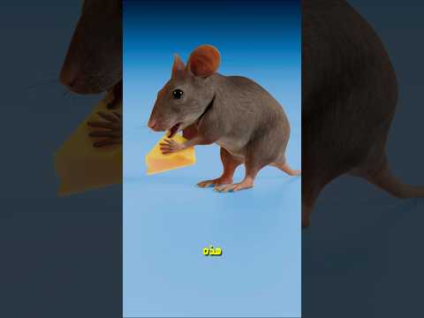 وجبة الفأر vs وجبة غودزيلا