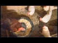 Nebraska Poultry Industry Insights