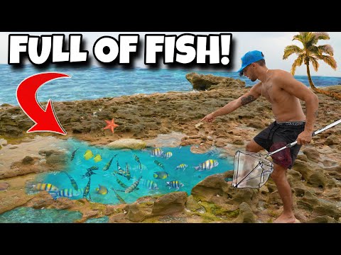 We FOUND A Tide Pool FULL Of TRAPPED FISH!! 