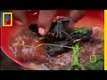 Flying Fox Bat Hunting and Culinary Traditions